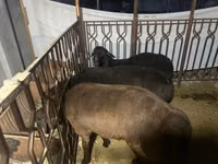 كبش, Rhon sheep — الصورة 3
