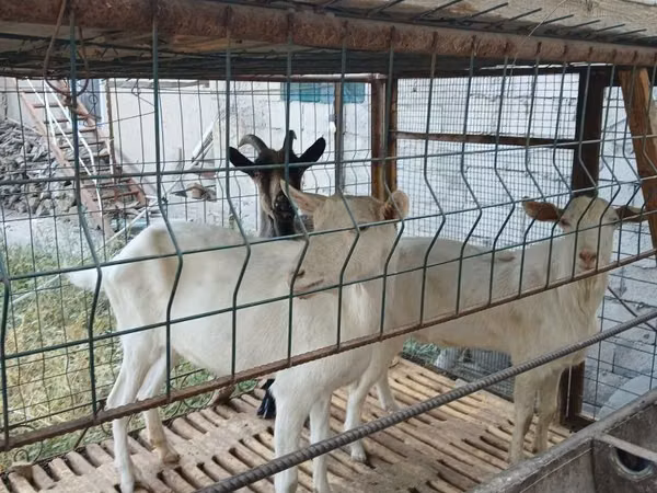Cabra, Cabras
