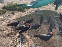 Geese — Foto 3