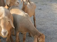 भेड़, भेड़ — फ़ोटो 8