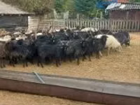 Schaf, Racka sheep — Foto 2