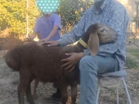 Qoʻchqor, Arashan sheep — 4-rasm