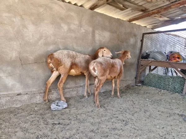 نعجة, Arashan sheep — قيرغيزستان