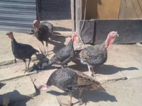 Turkeys — الصورة 1