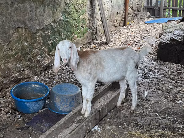 عنزة, Nubian Goat