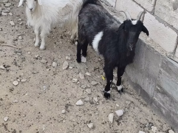 Ziege, Ziegen