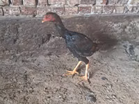 Chickens — Foto 1