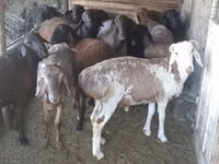 Cabro, Cabras — foto 1
