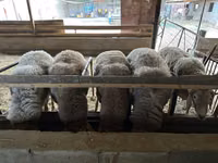 Widder, Rhon sheep — Foto 1