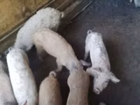 公猪, Pigs — 照片 2