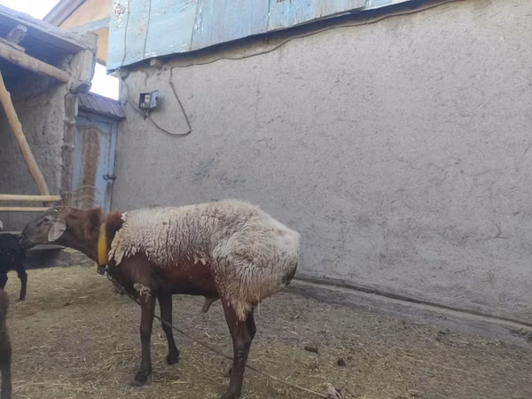 Widder, Arashan sheep