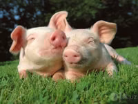 Schweine (Partie, Geschlecht nicht angegeben) — Foto 1