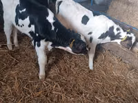 Buqa, Russian Black pied cattle — 6-rasm