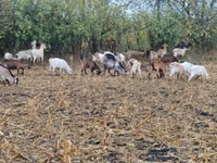 母山羊, Goats — 照片 4