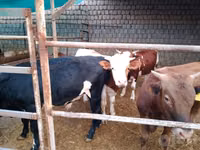 Rinder (Partie, Geschlecht nicht angegeben), Simmental cattle — Foto 3