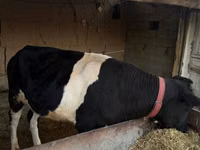 أبقار (دفعة، الجنس غير محدد), Russian Black pied cattle — الصورة 3