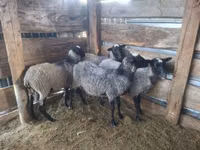 Widder, Romanov sheep — Foto 3
