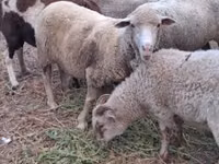 Oveja, Merino sheep — foto 2