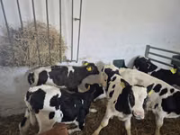 Toro, Russian Black pied cattle — foto 4