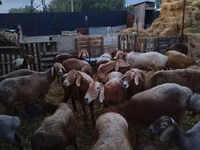 Schaf, Arashan sheep — Foto 2