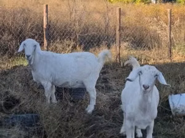 山羊（批次，未指定性别）, Goats