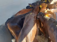 公牛, Simmental cattle — 照片 2