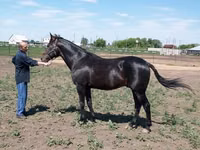 Caballo, Standardbred — foto 4