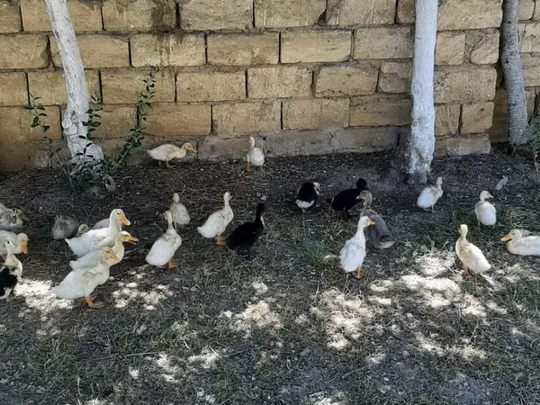 Nemis Pekin