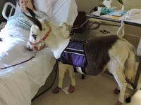 Stute, Miniature horse — Foto 1