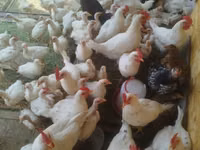 Chickens — Foto 2