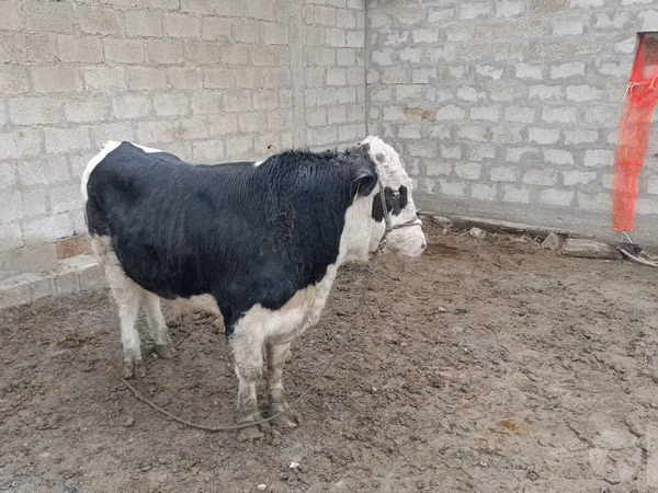 公牛, Simmental cattle — 乌兹别克斯坦