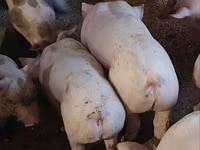 नर सूअर, सूअर — फ़ोटो 1