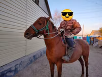 公马, Horses — 照片 2