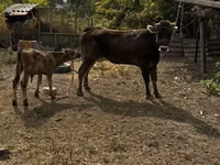 Kuh, Swiss cattle — Foto 7