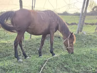 Mare, Azerbaijan horse — photo 3
