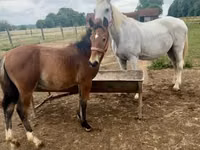 Hengst, Lipizzaner — Foto 1