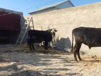 公牛, Cattle — 照片 4