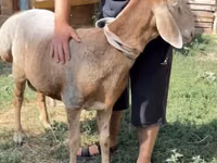 Carnero, Arashan sheep — foto 2