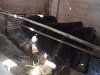 Rinder (Partie, Geschlecht nicht angegeben), Swiss cattle — Foto 1
