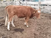 गाय, Simmental cattle — फ़ोटो 1