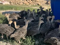 Turkeys — الصورة 2