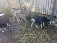 Ешкі, Alpine goat — 2-сурет