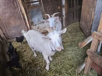 عنزة, Saanen goat — الصورة 1
