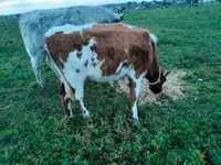 Rinder (Partie, Geschlecht nicht angegeben), Russian Black pied cattle — Foto 6