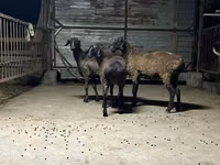 نعجة, Hissar sheep — الصورة 2