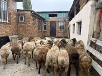 Widder, Rhon sheep — Foto 6