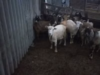 Ziege, Ziegen — Foto 3