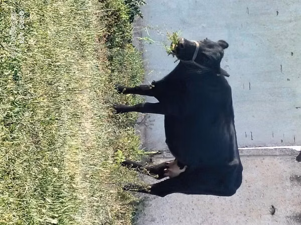 Сиыр, Latvian Blue cattle — Қазақстан