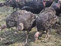 Turkeys — Foto 1