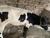 أبقار (دفعة، الجنس غير محدد), Russian Black pied cattle — الصورة 1